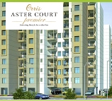 Orris Aster Court Premier 